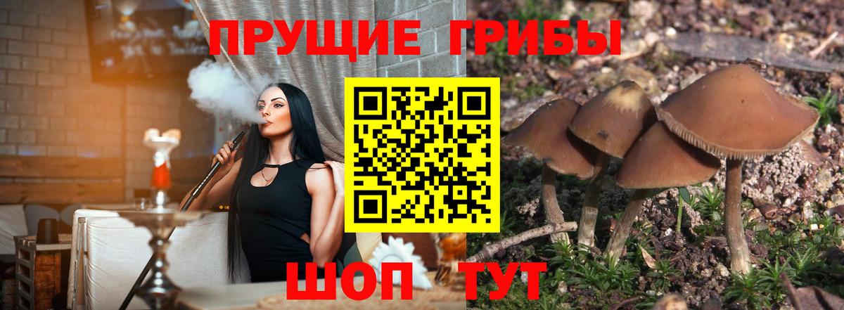 Галлюциногенные грибы Cubensis Электросталь